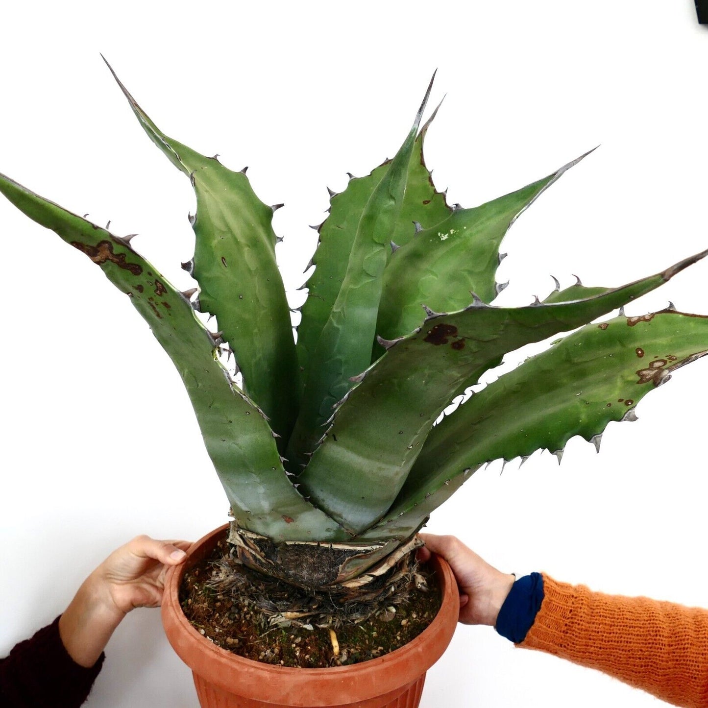 Agave ferox clone OLYMPIA (ex Van Dyck, Netherlands)