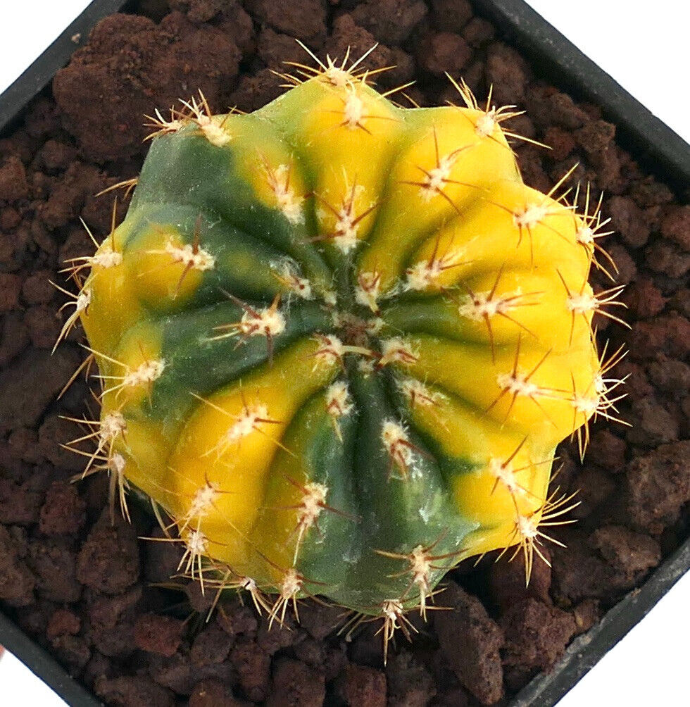 Matucana polzii VARIEGATED 4F