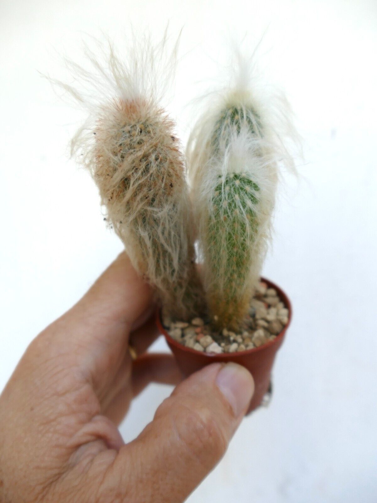 Oreocereus lanatus (3 PLANTS ) AZ