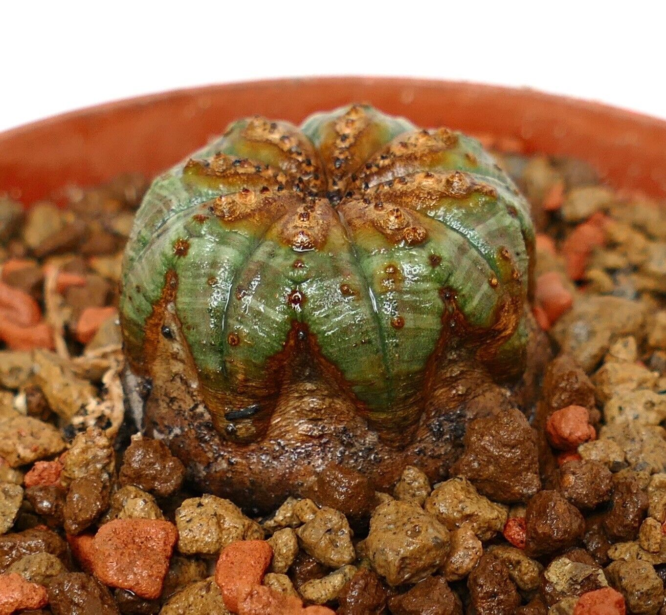 Euphorbia obesa 73M6