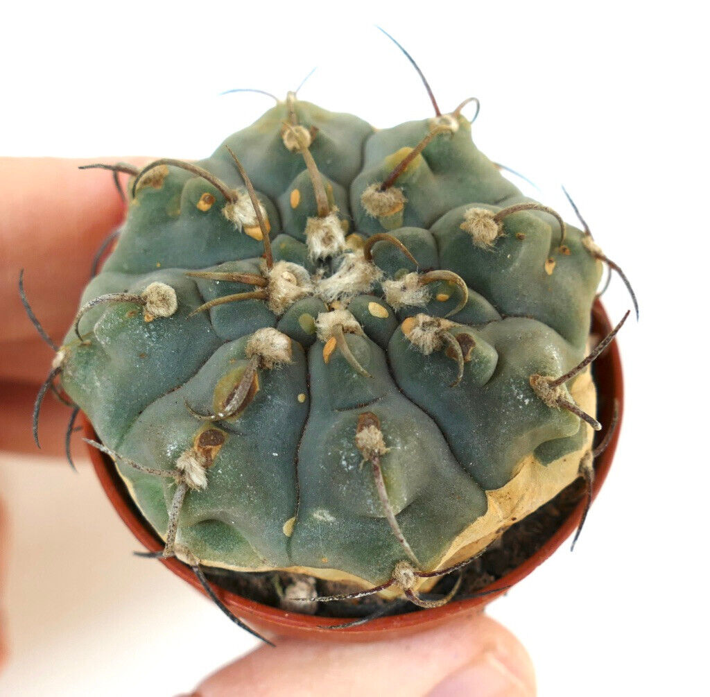 Gymnocalycium vatteri 88