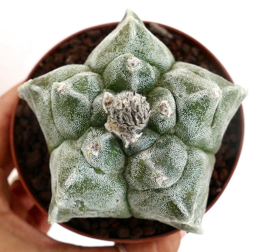 Astrophytum KIKKO SWAROVSKI PUNCTINATUM own roots PP/