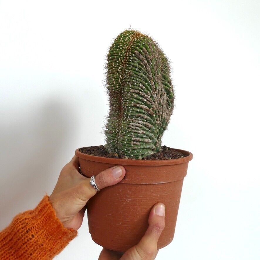 Carnegiea polylopha CRESTED SAGUARO 15HD