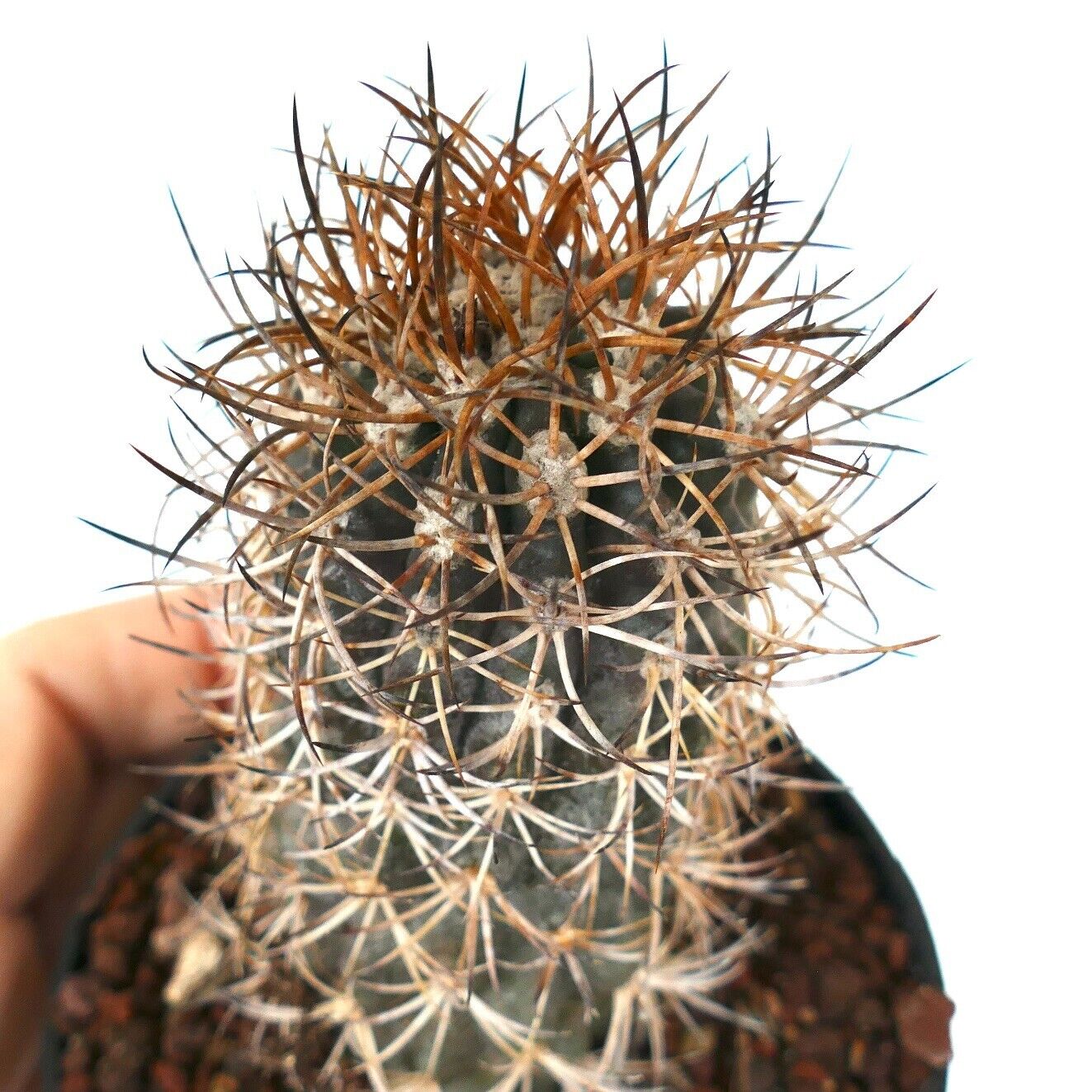 Copiapoa goldii (Cifuncho, CHILE) YY6