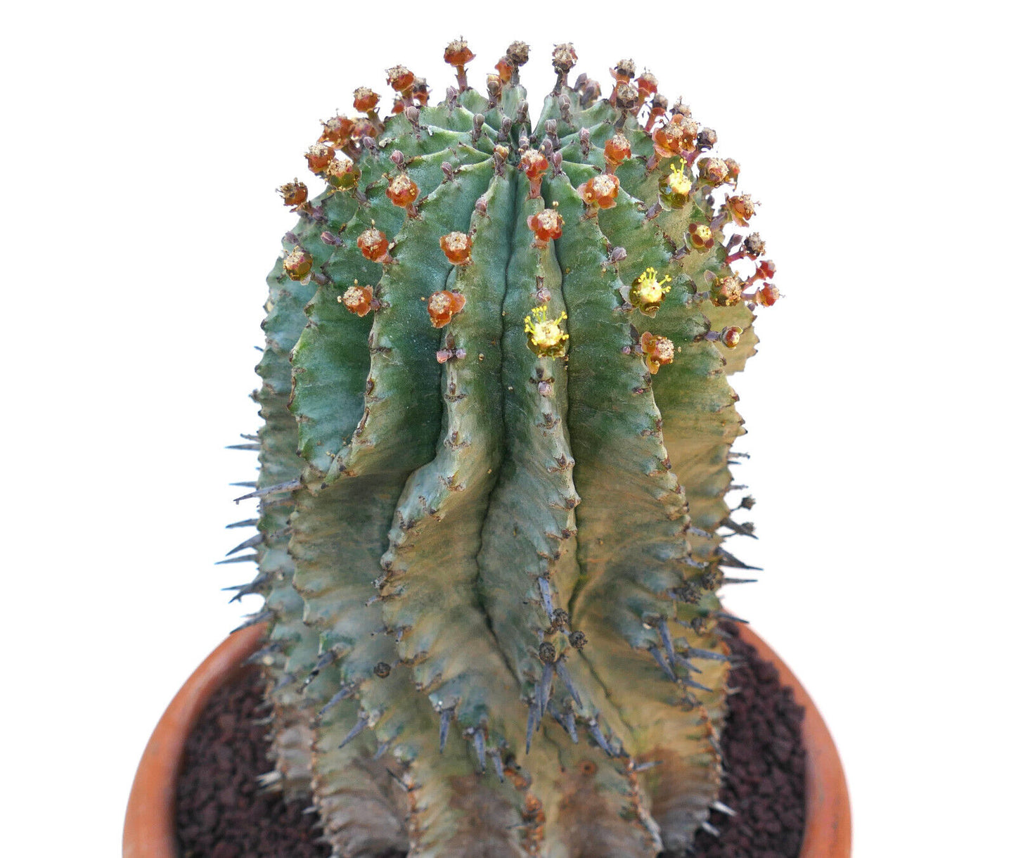 Euphorbia horrida OLD SPECIMEN ex private collection ZZ5