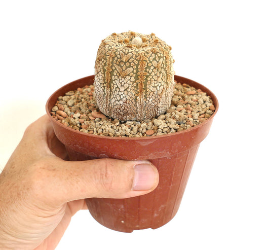 Astrophytum asterias SNOW GOLDEN x V-TYPE 40PP