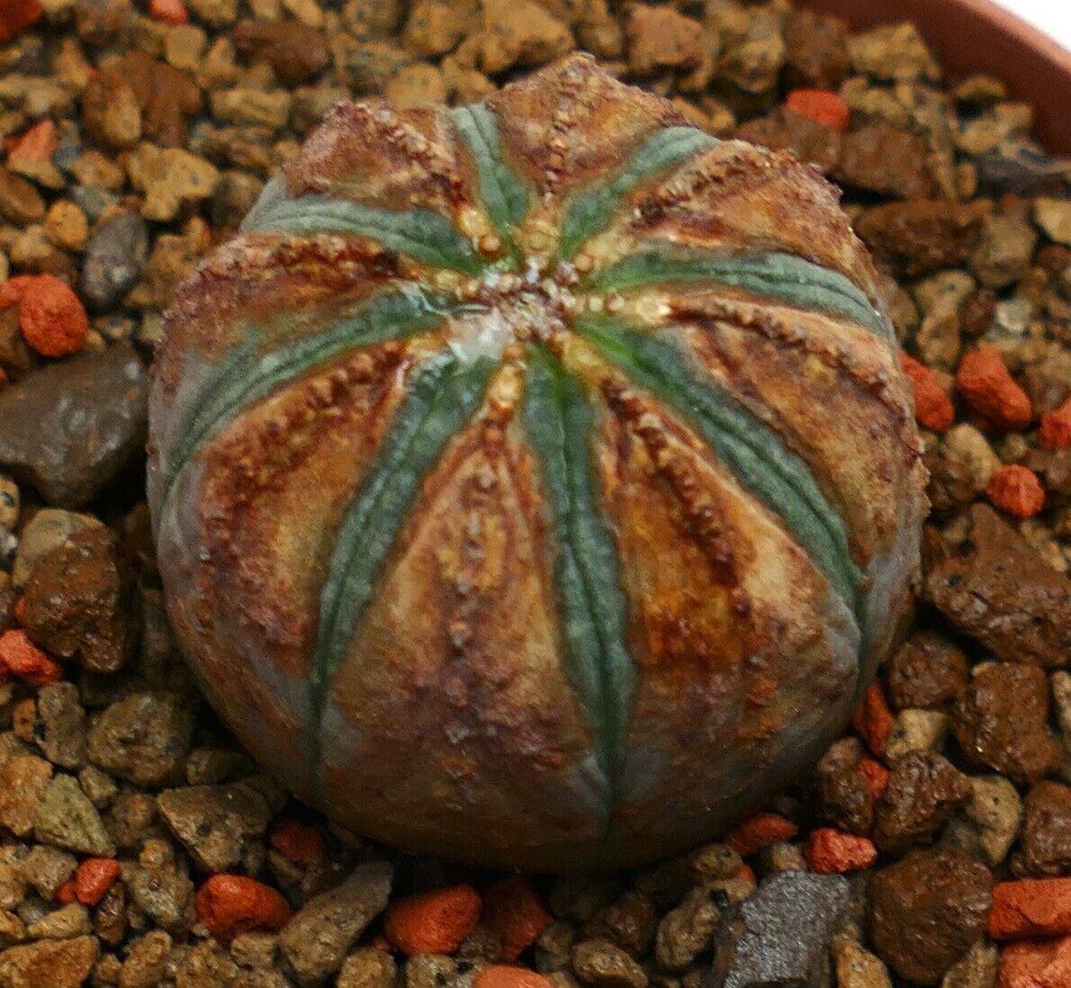 Euphorbia obesa BROWN ARROWS K5