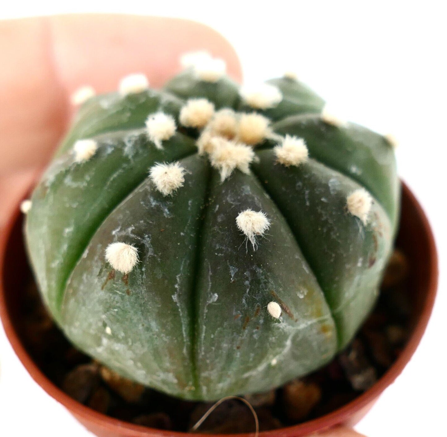 Astrophytum asterias cv OIBBO nudum 25