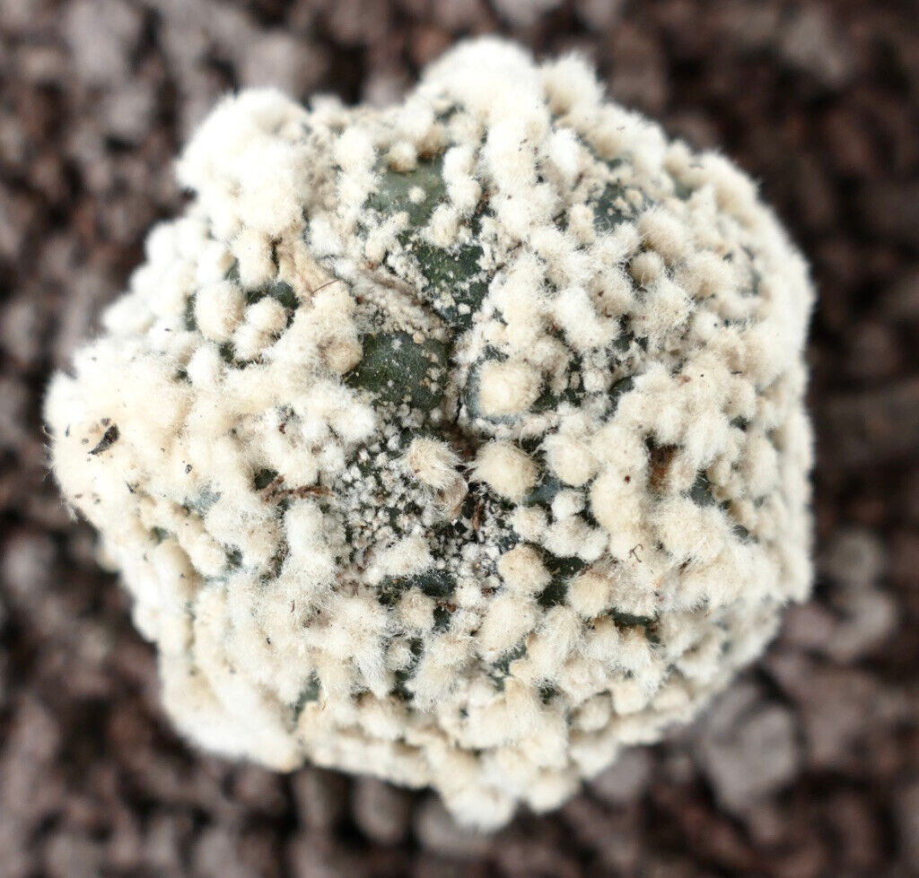 Astrophytum asterias cv HANAZONO SUPER STAR SHAPE 115