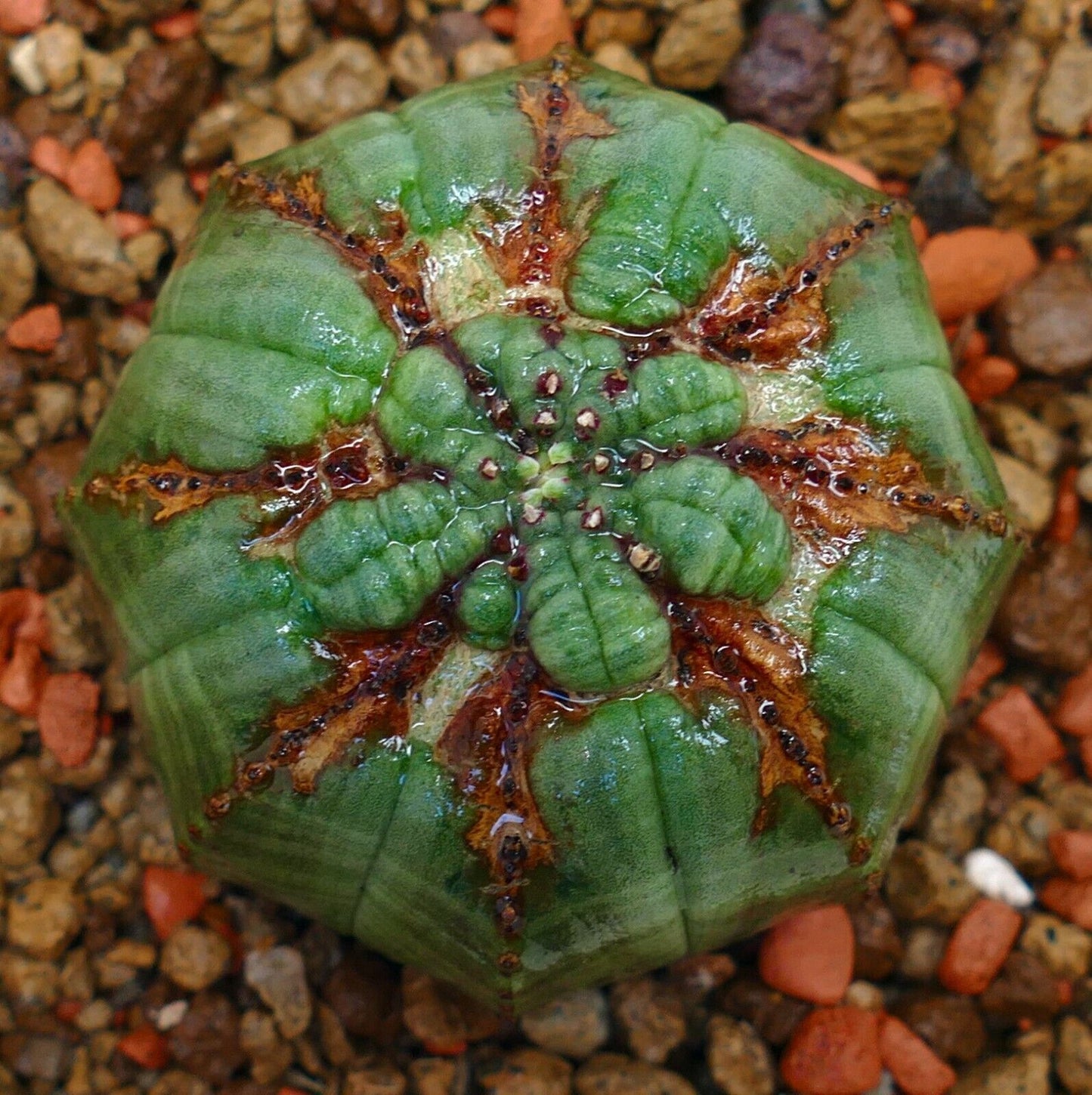 Euphorbia obesa PSK73