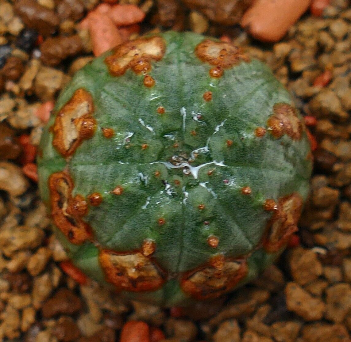 Euphorbia obesa LL800