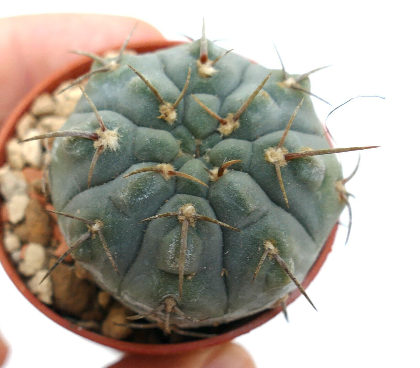 Gymnocalycium vatteri 456N