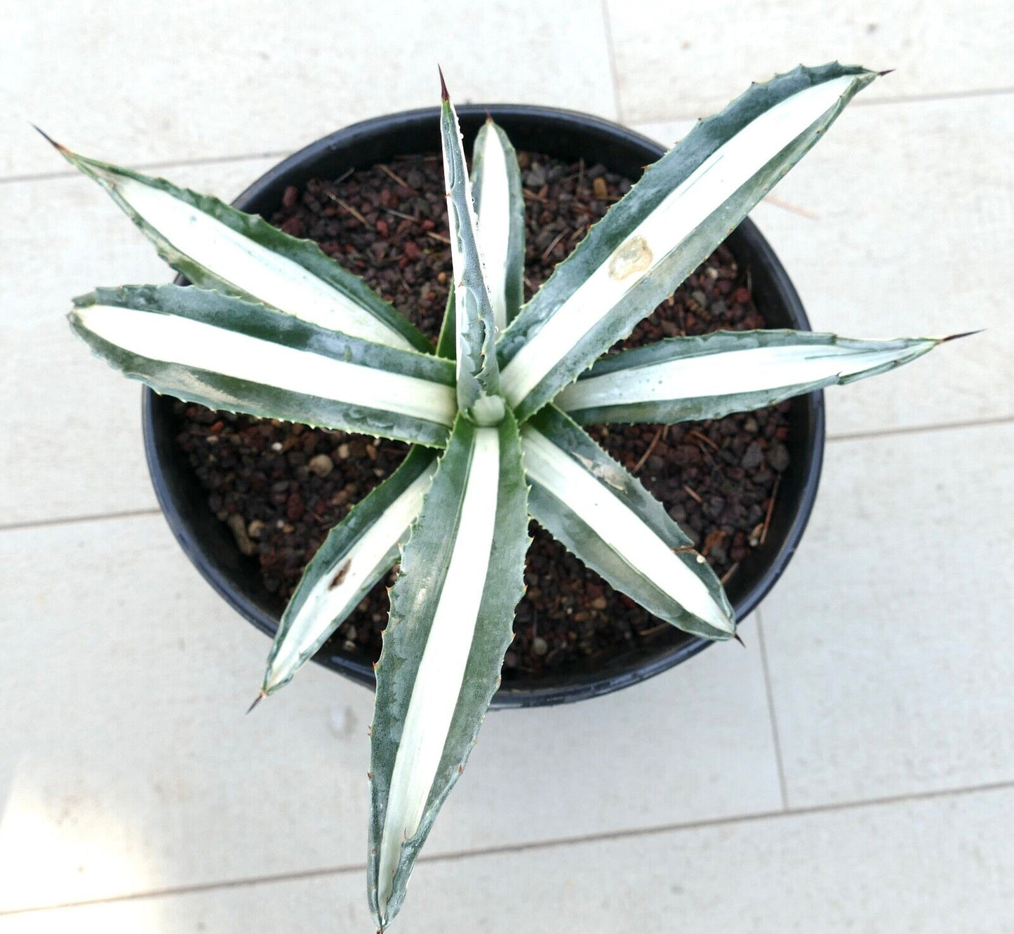 Agave americana alba MEDIOPICTA variegated 93BC 23cm