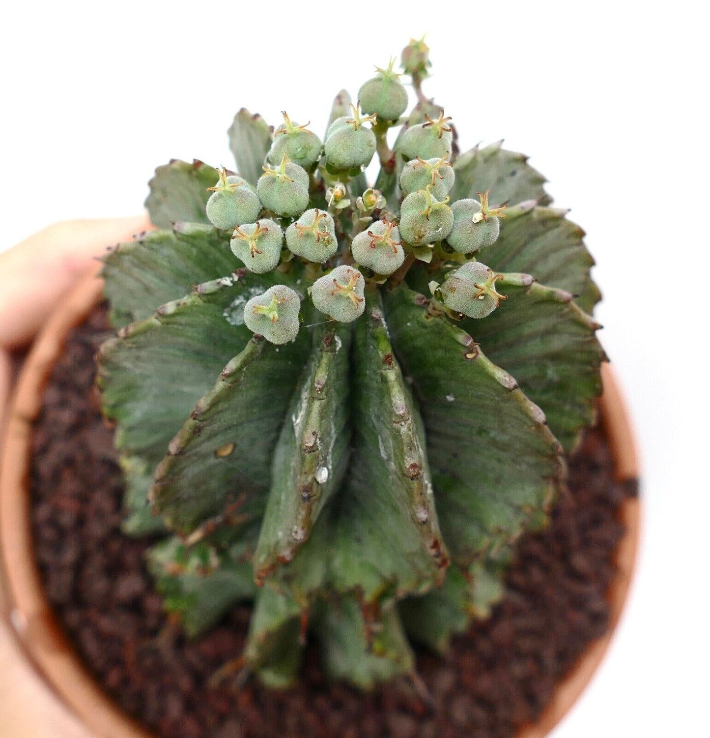 Euphorbia horrida OLD SPECIMEN EX private collection 15/92