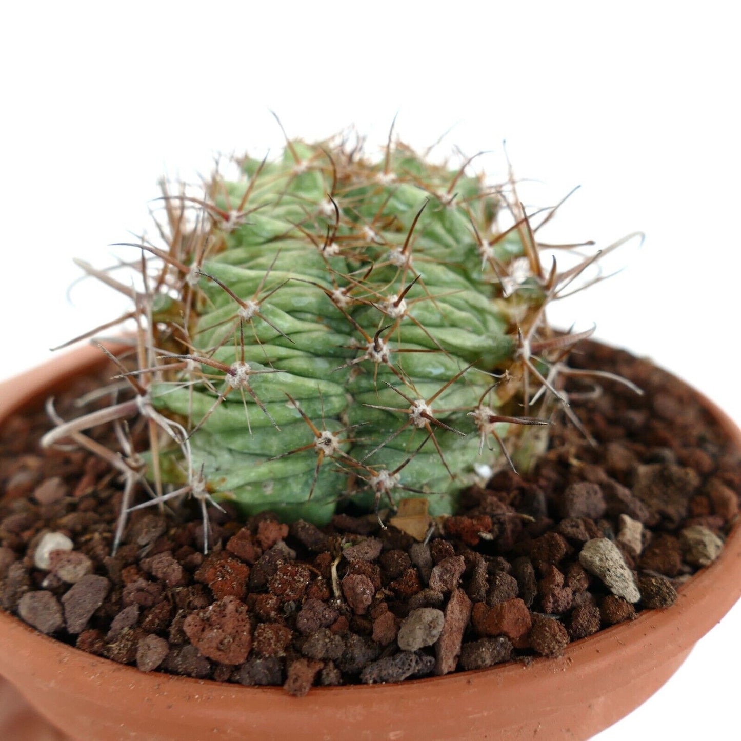 Ferocactus horridus CRESTED