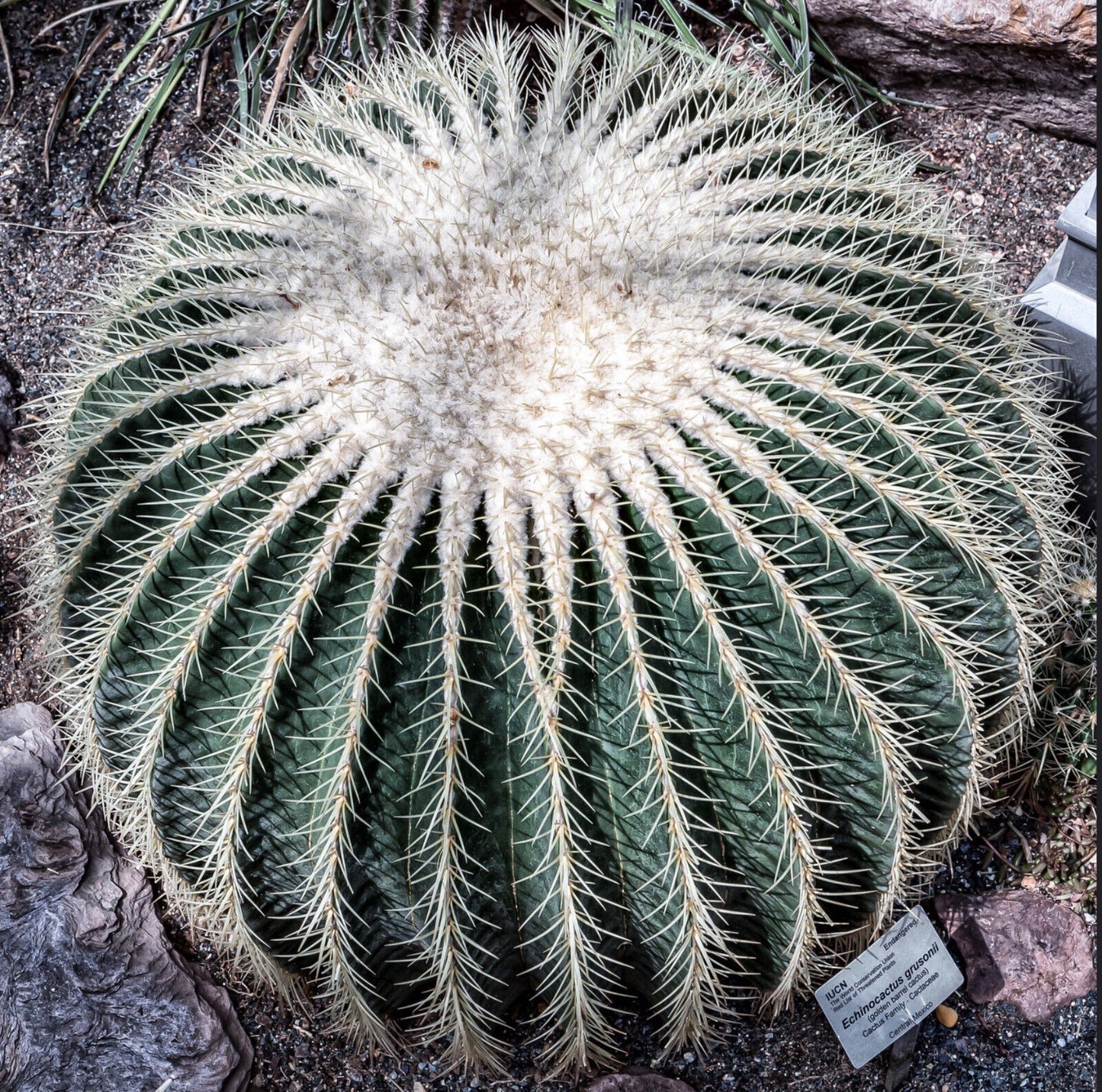 Echinocactus grusonii var. albispinus SEEDS