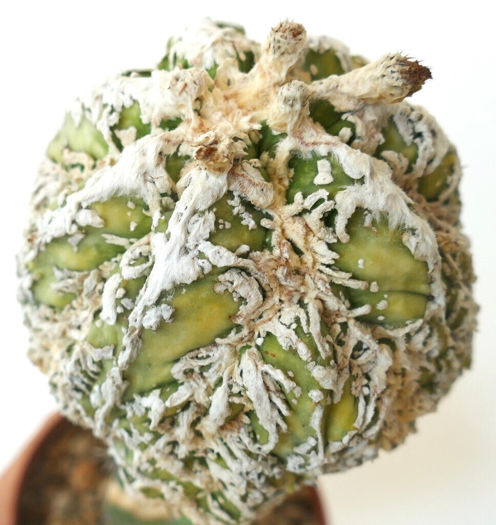 Astrophytum HANAKAGO SNOW slightly VARIEGATA BC3