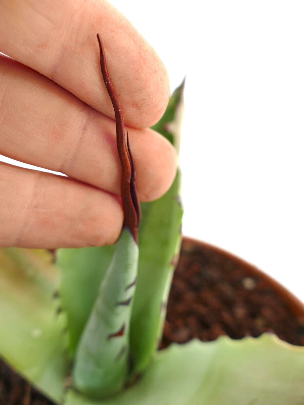 Agave bovicornuta X Agave utahensis (Mr Corsi) VARIEGATED N13