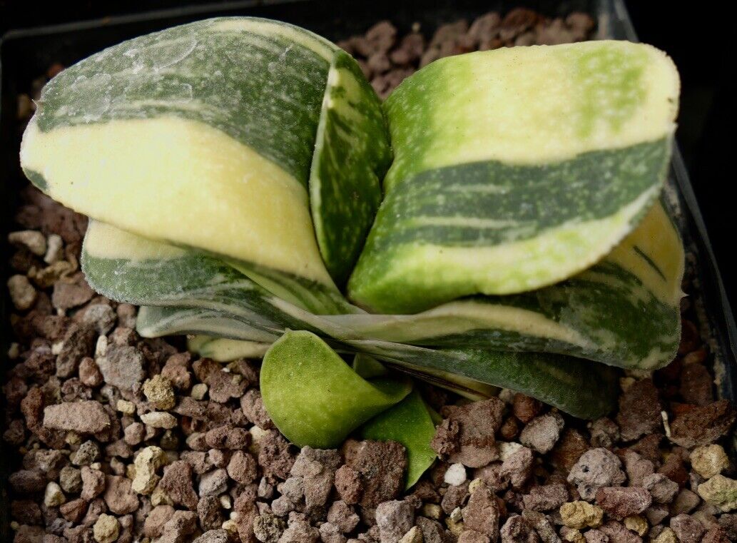 Gasteria armstrongii cv CLEOPATRA VARIEGATED A91