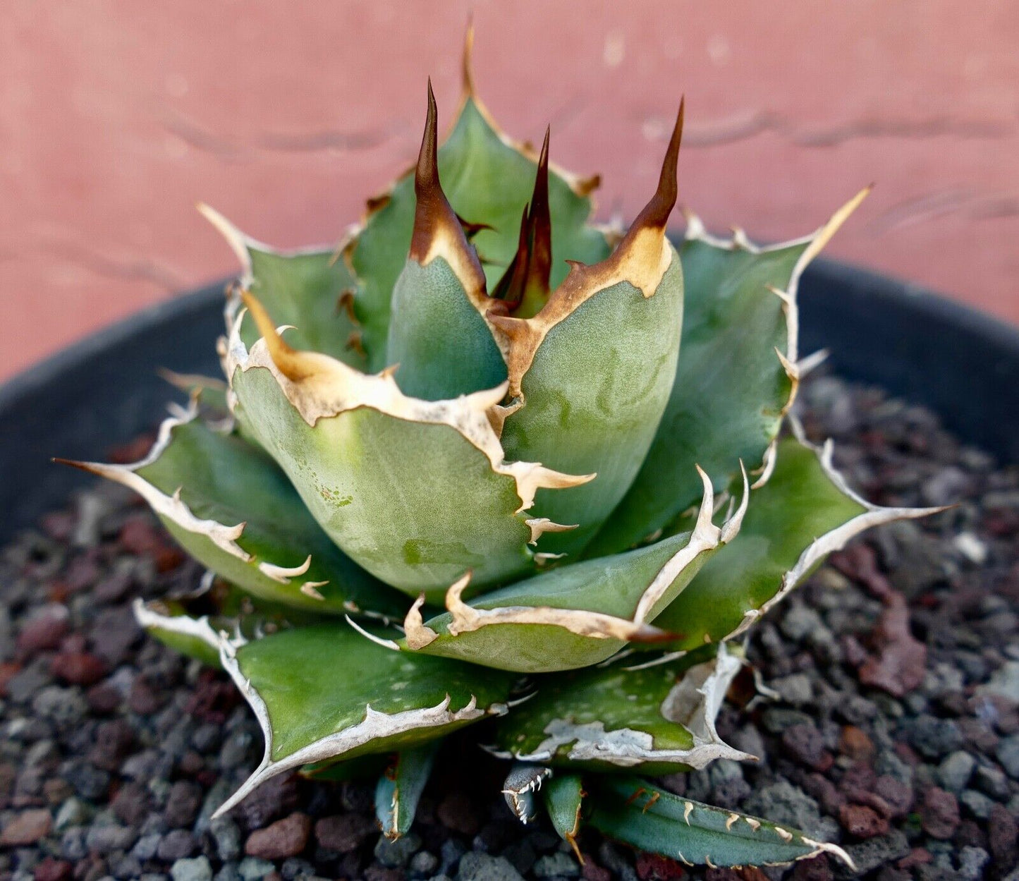 Agave titanota CT81