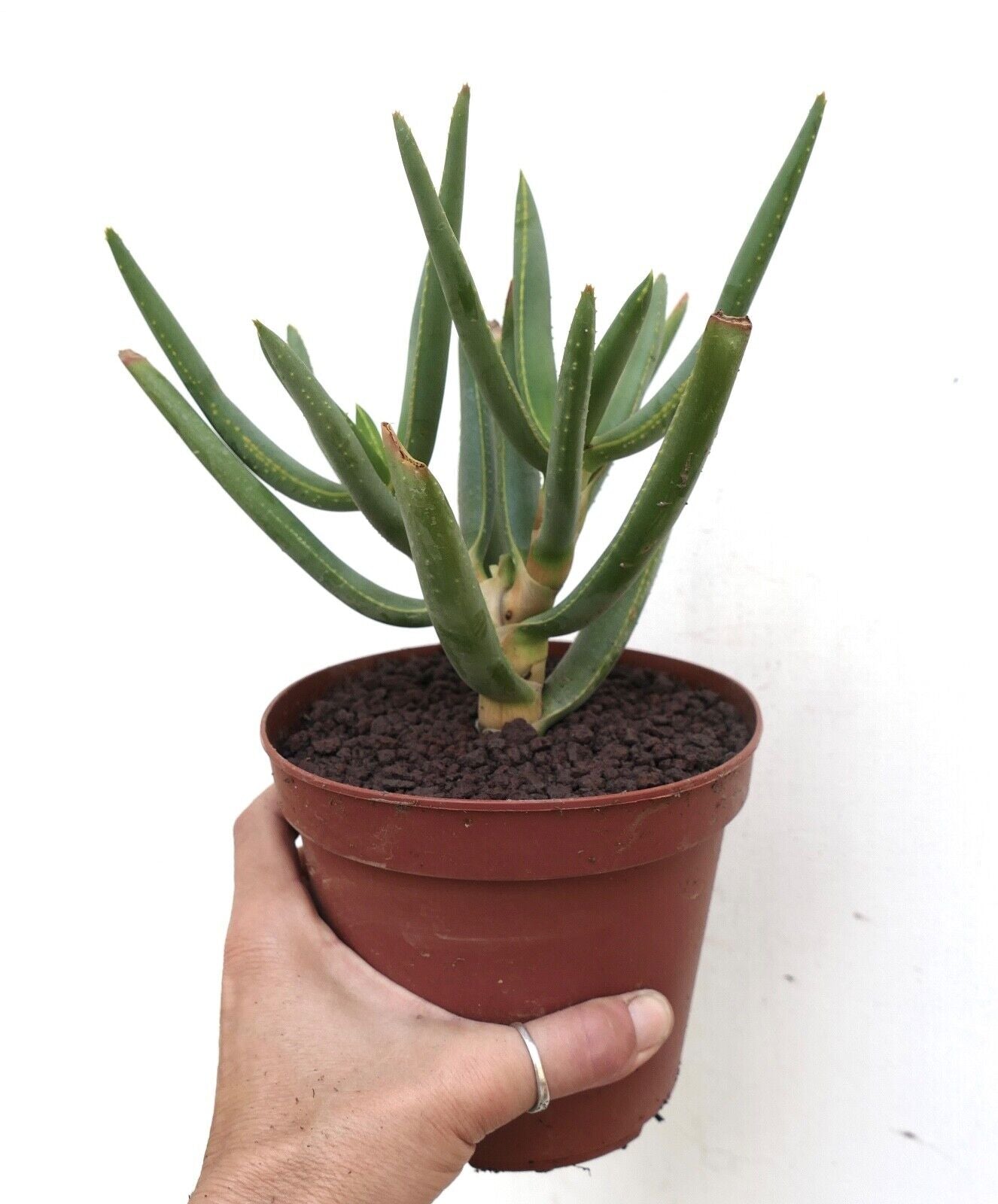 Aloidendron dichotomum (syn. Aloe dichotoma) BF5