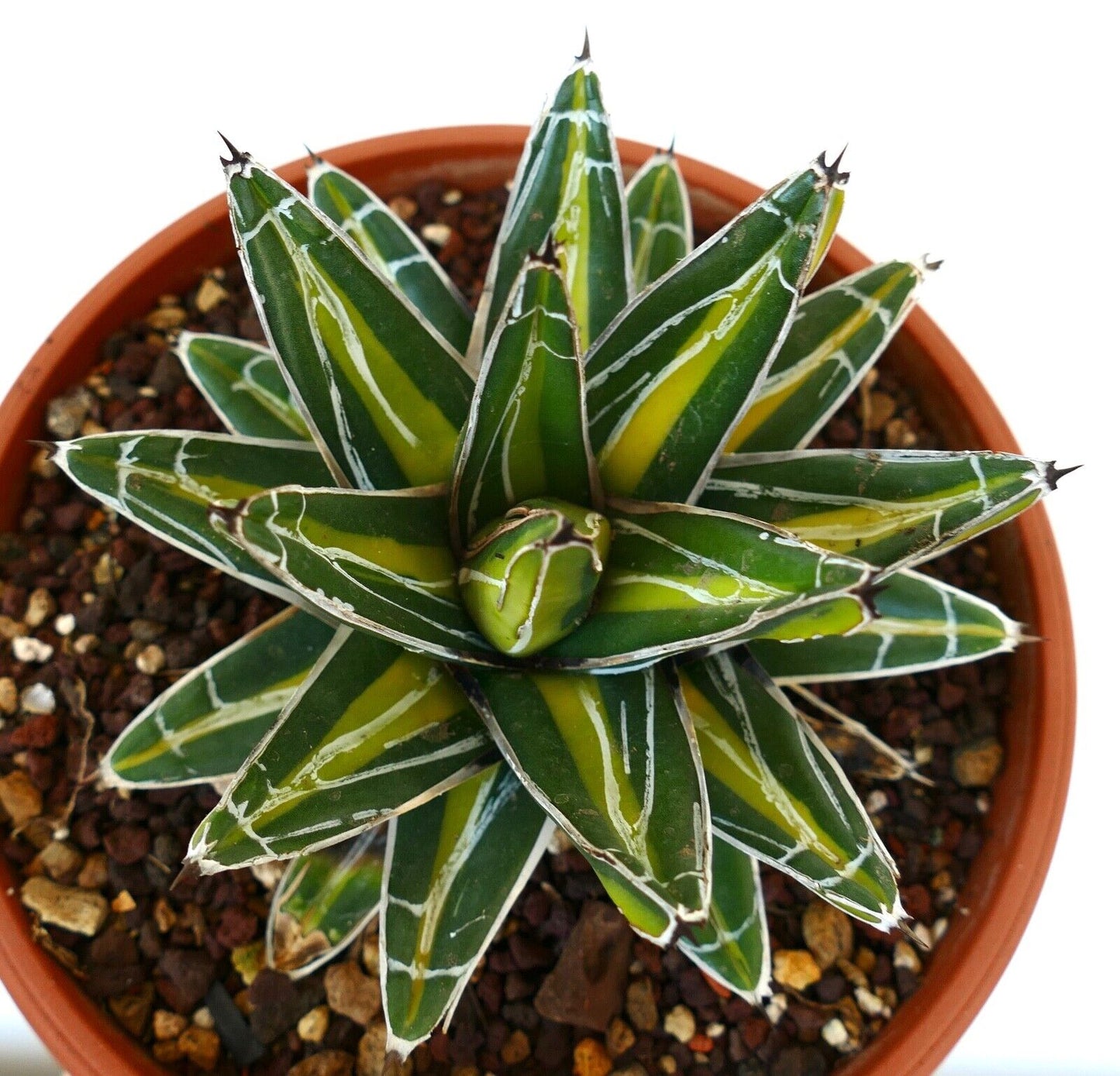 Agave victoriae reginae cv INDONESIAN GOLD VARIEGATED