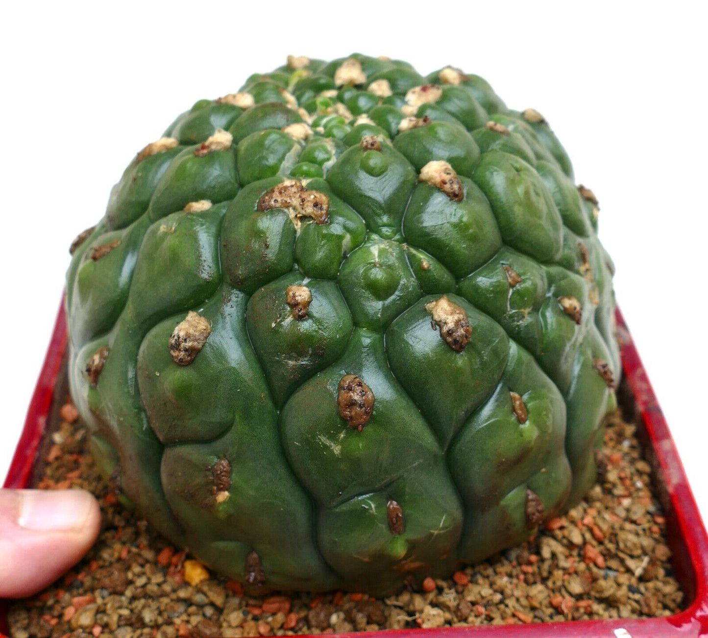 Gymnocalycium saglionis cv HULK nudum monstruosus