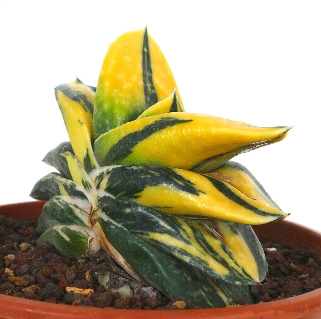 Gasteria armstrongii cv ZEUS AB4