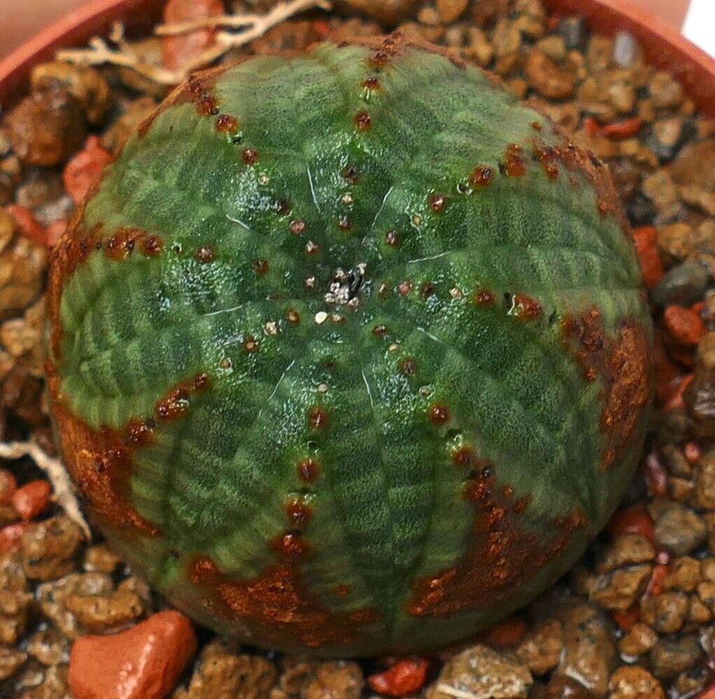 Euphorbia obesa BROWN ARROW & GREEN BODY T8-5.50