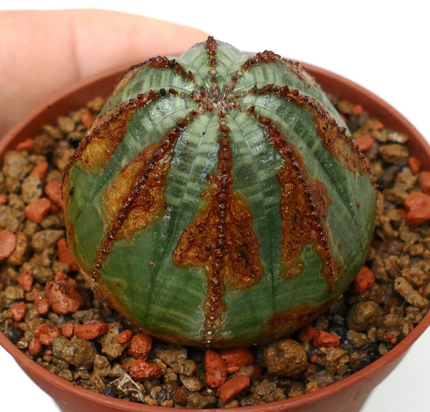 Euporbia obesa BROWN ARROW 6003