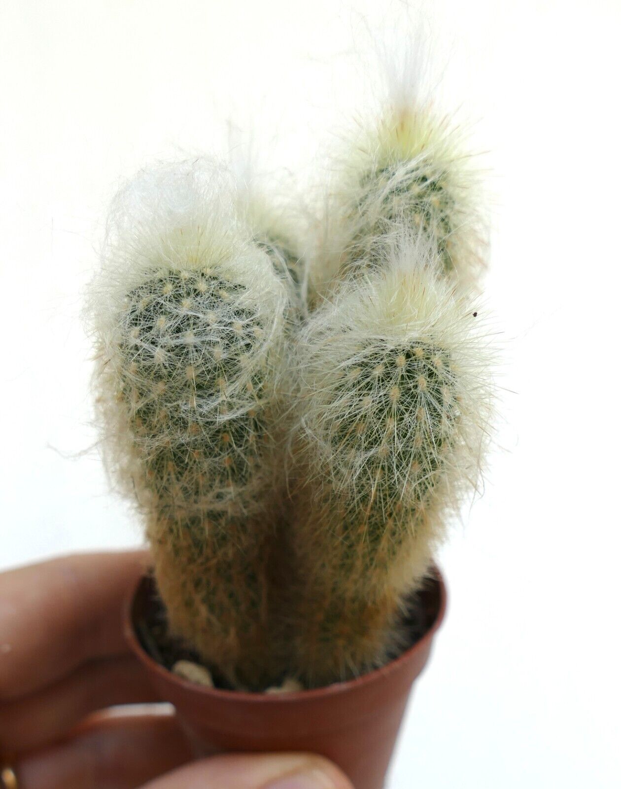 Oreocereus lanatus (4 PLANTS) 77K