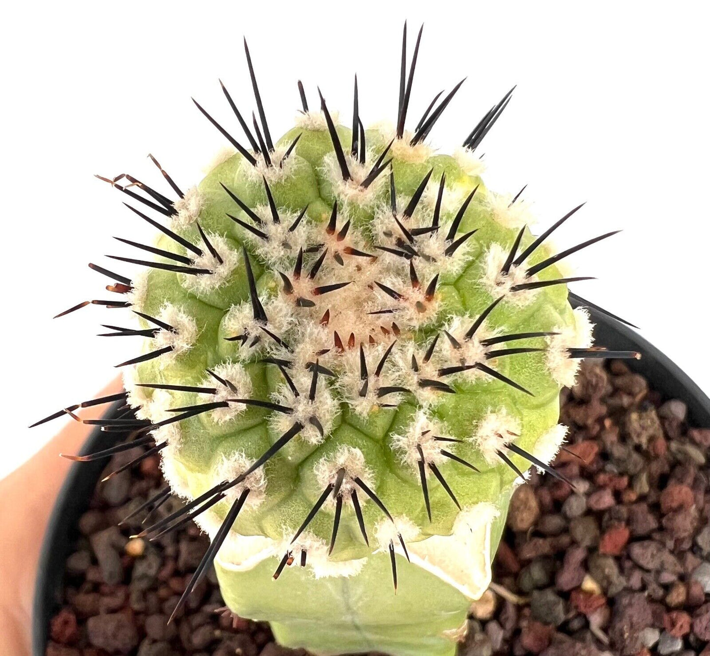 Copiapoa cinerea X serpentisulacata C3B