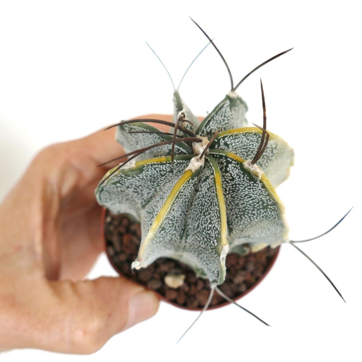 Astrophytum capricorne crassispinum YELLOW WHITE VARIEGATED TL4