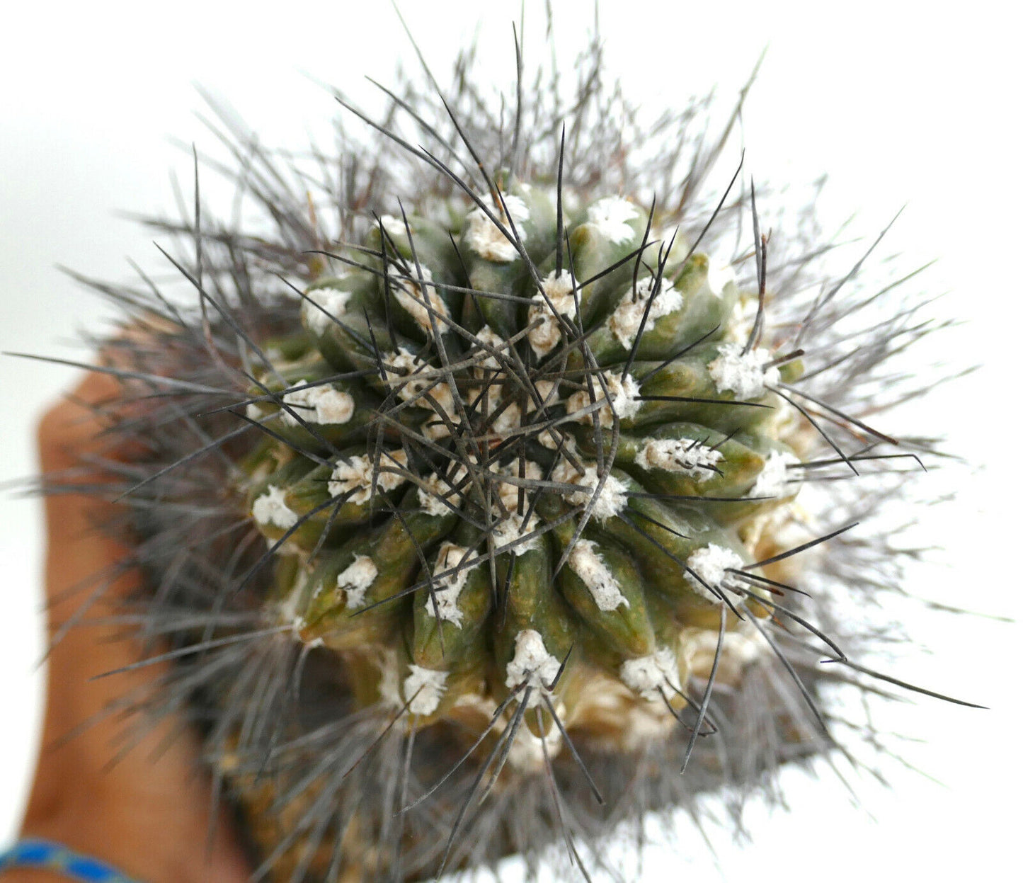 Pyrrhocactus neoankeana var. elongata AD3