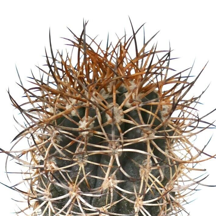 Copiapoa goldii (Cifuncho, CHILE) YY6