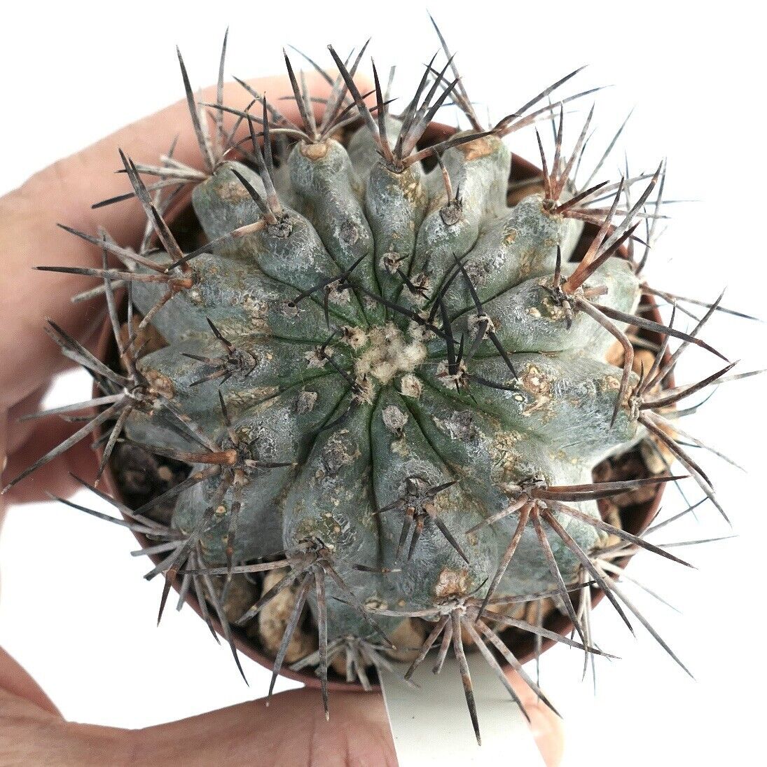 Copiapoa cinerascens X atacamensis ZZ1