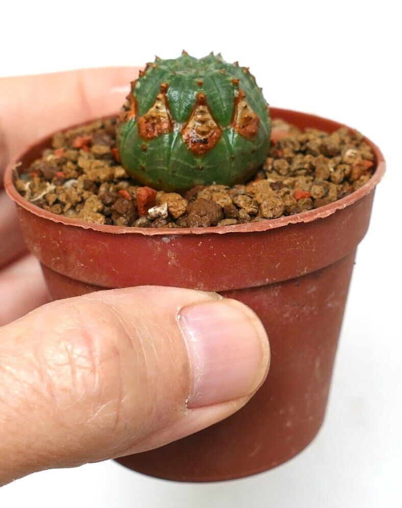 Euphorbia obesa LL800