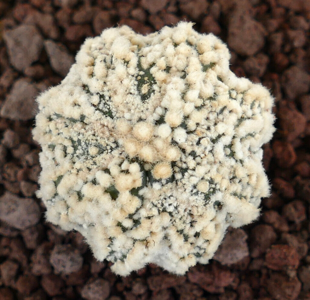 Astrophytum asterias cv HANAZONO SUPER STAR SHAPE WH7