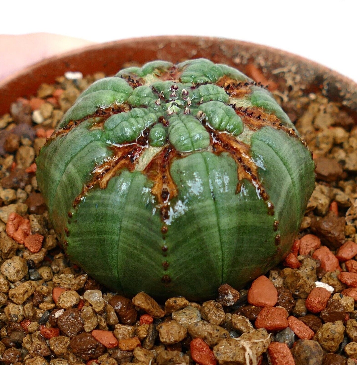 Euphorbia obesa PSK73