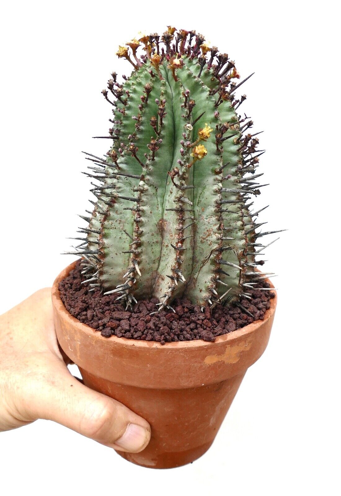 Euphorbia horrida L63