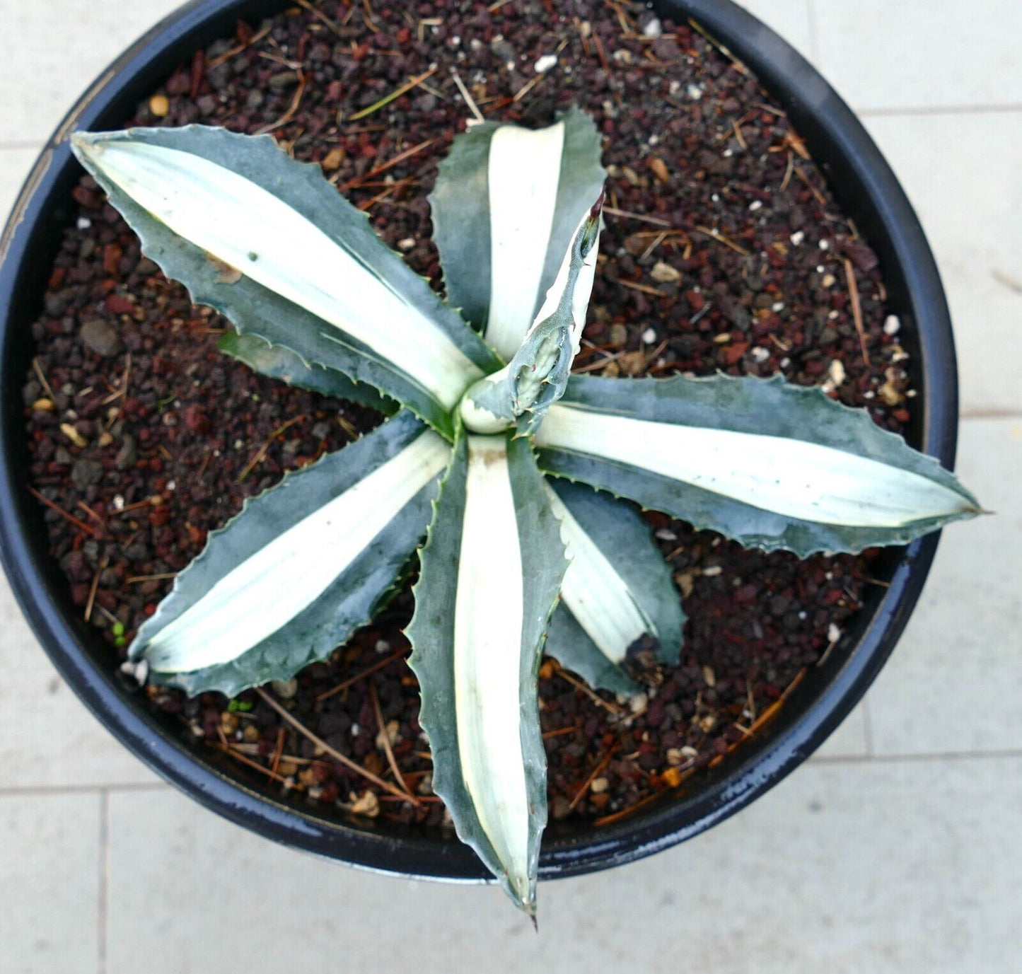 Agave americana alba MEDIOPICTA WHITE variegata C173YY