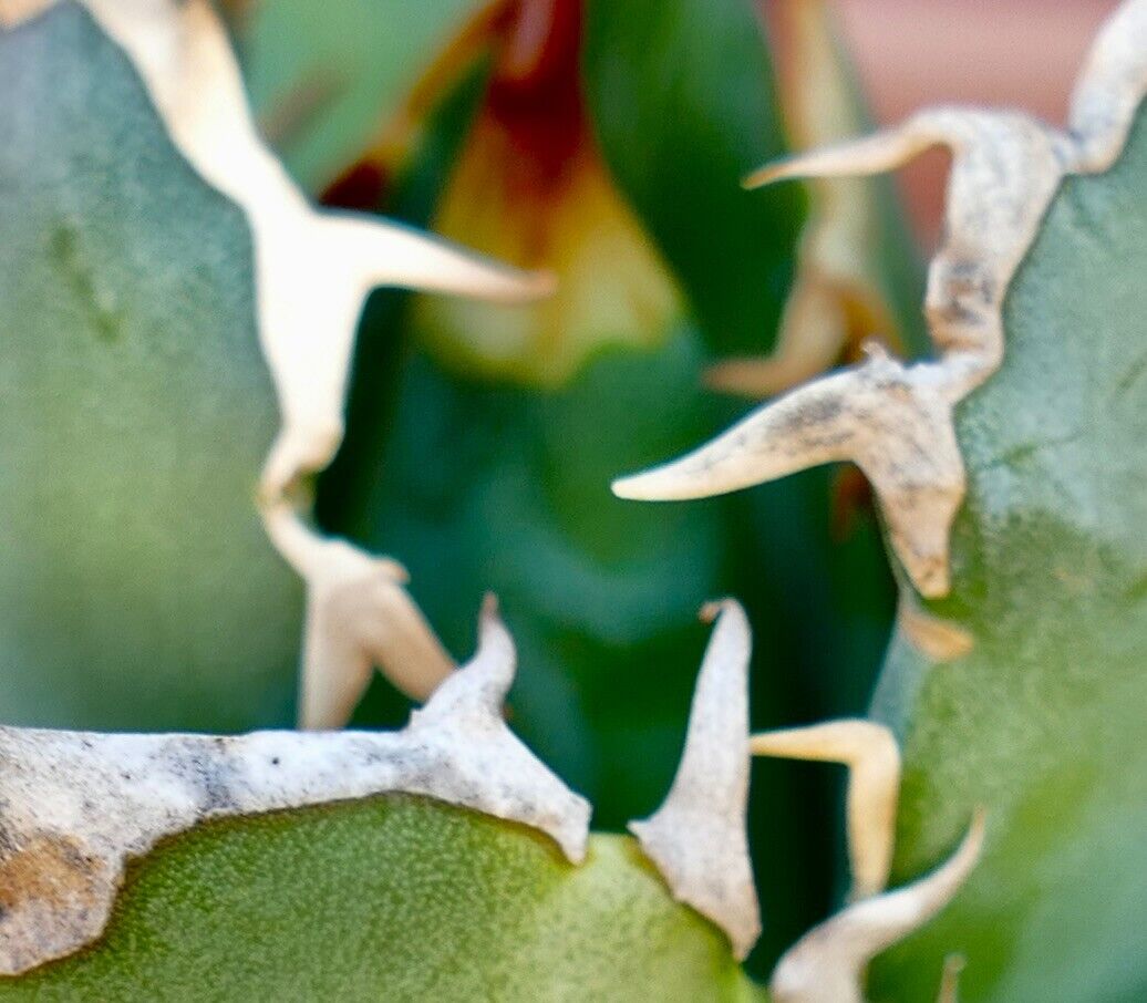 Agave titanota COMPACT & WILD STRONG SPINES 1010