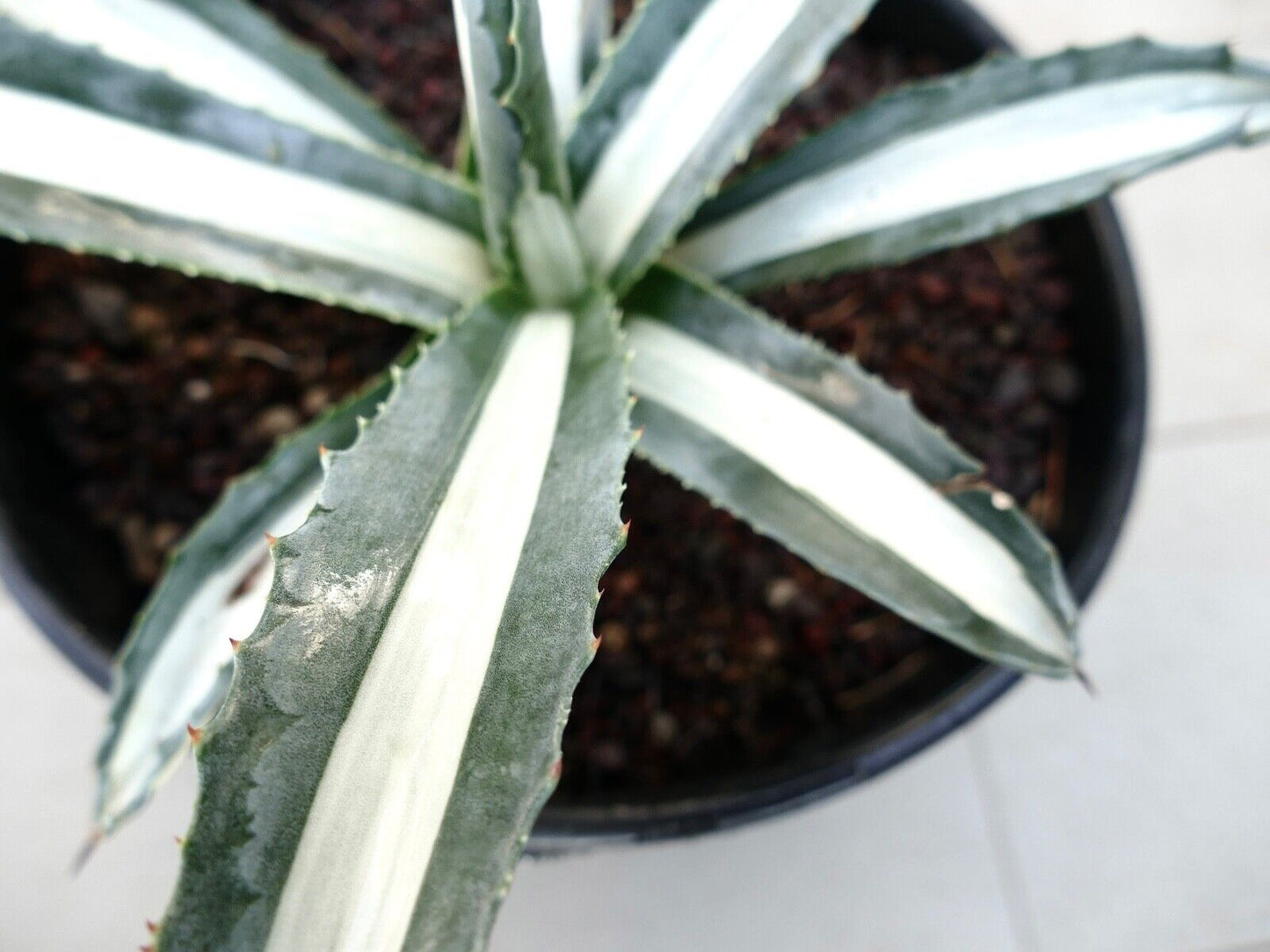 Agave americana alba MEDIOPICTA variegated 93BC 23cm