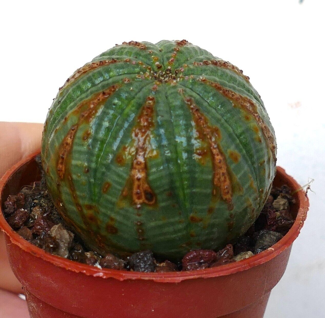 Euphorbia obesa SELECTED PATTERNS 5KP