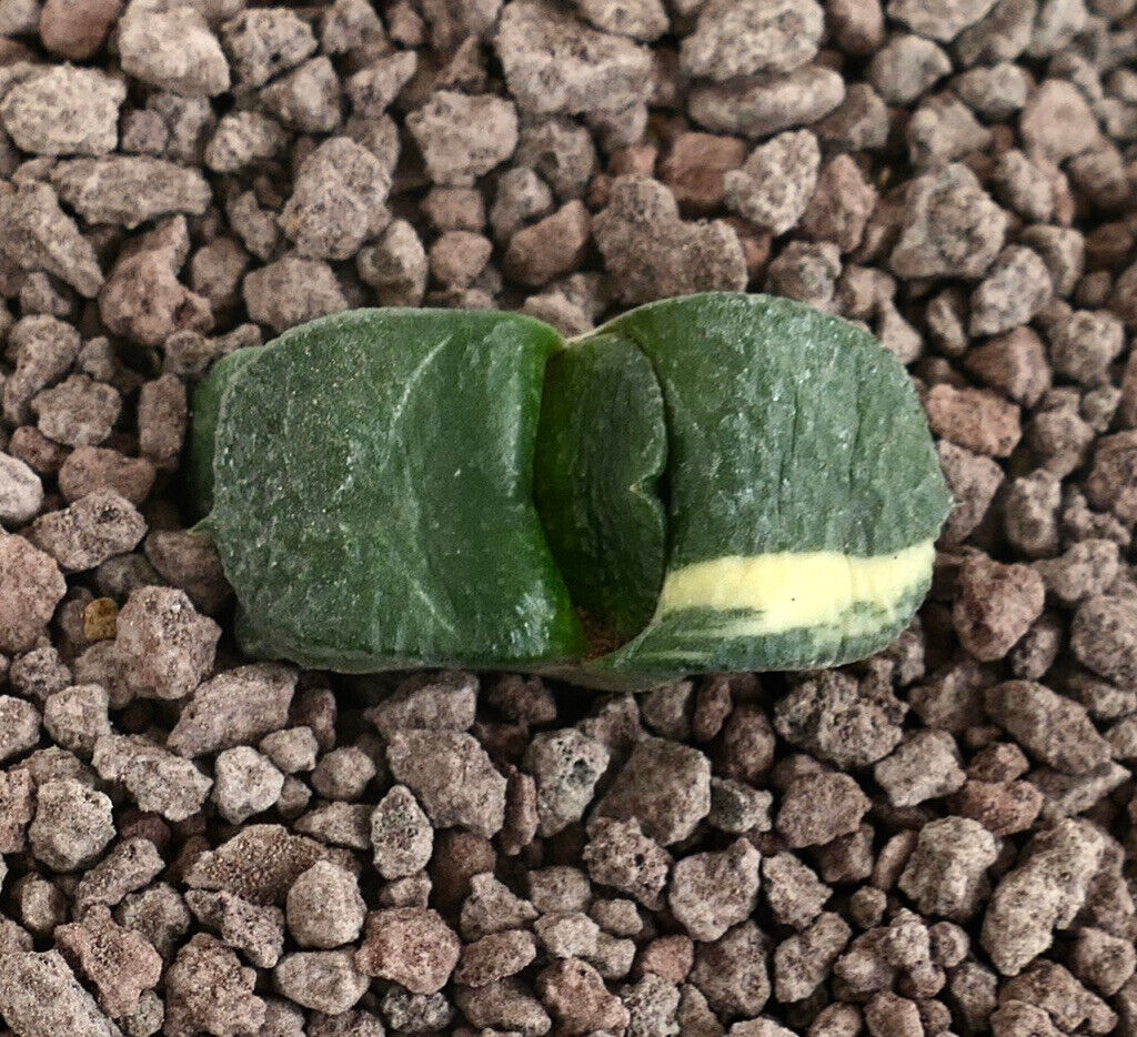 Gasteria armstrongii cv RIO GRANDE