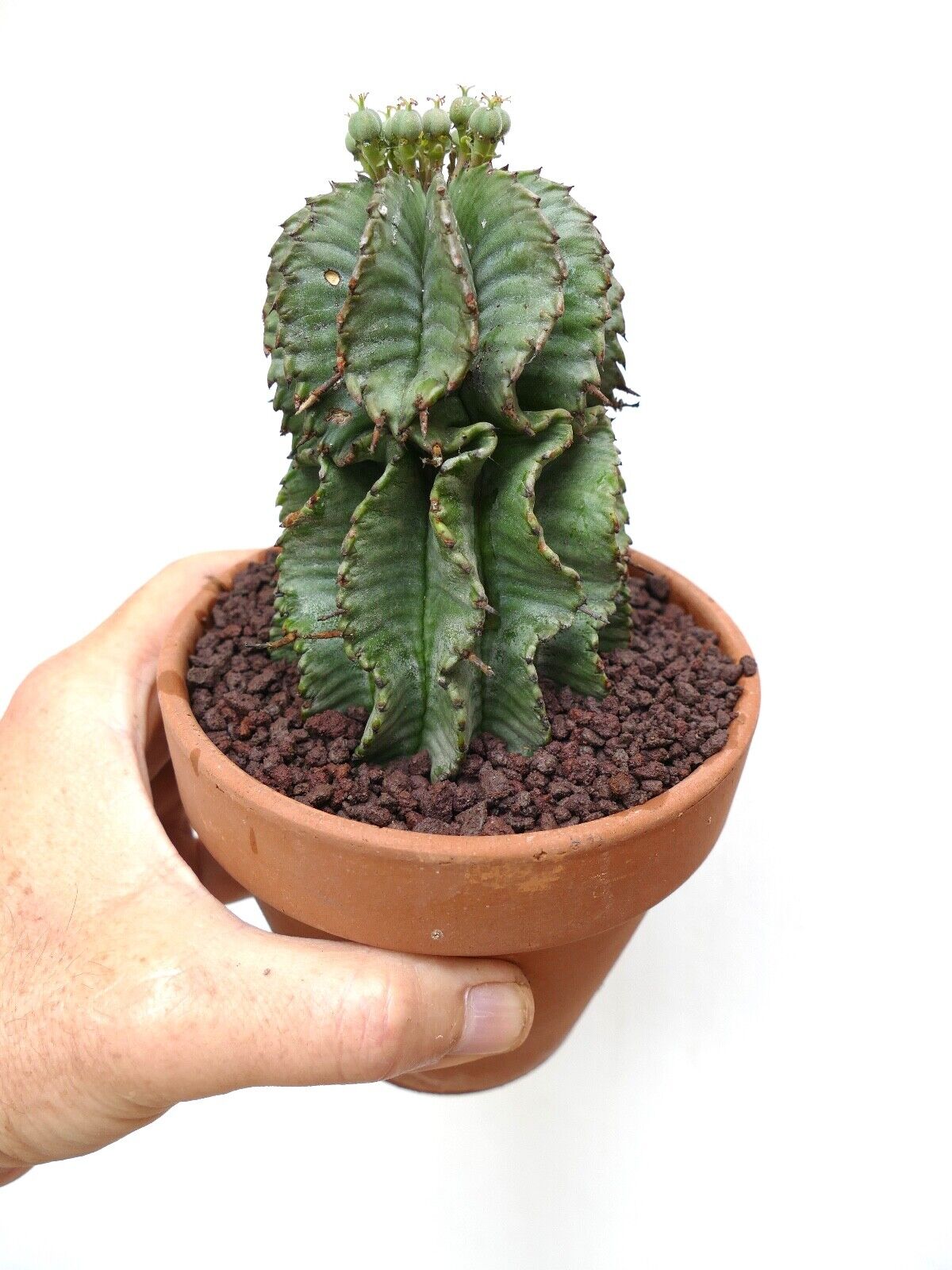 Euphorbia horrida OLD SPECIMEN EX private collection 15/92