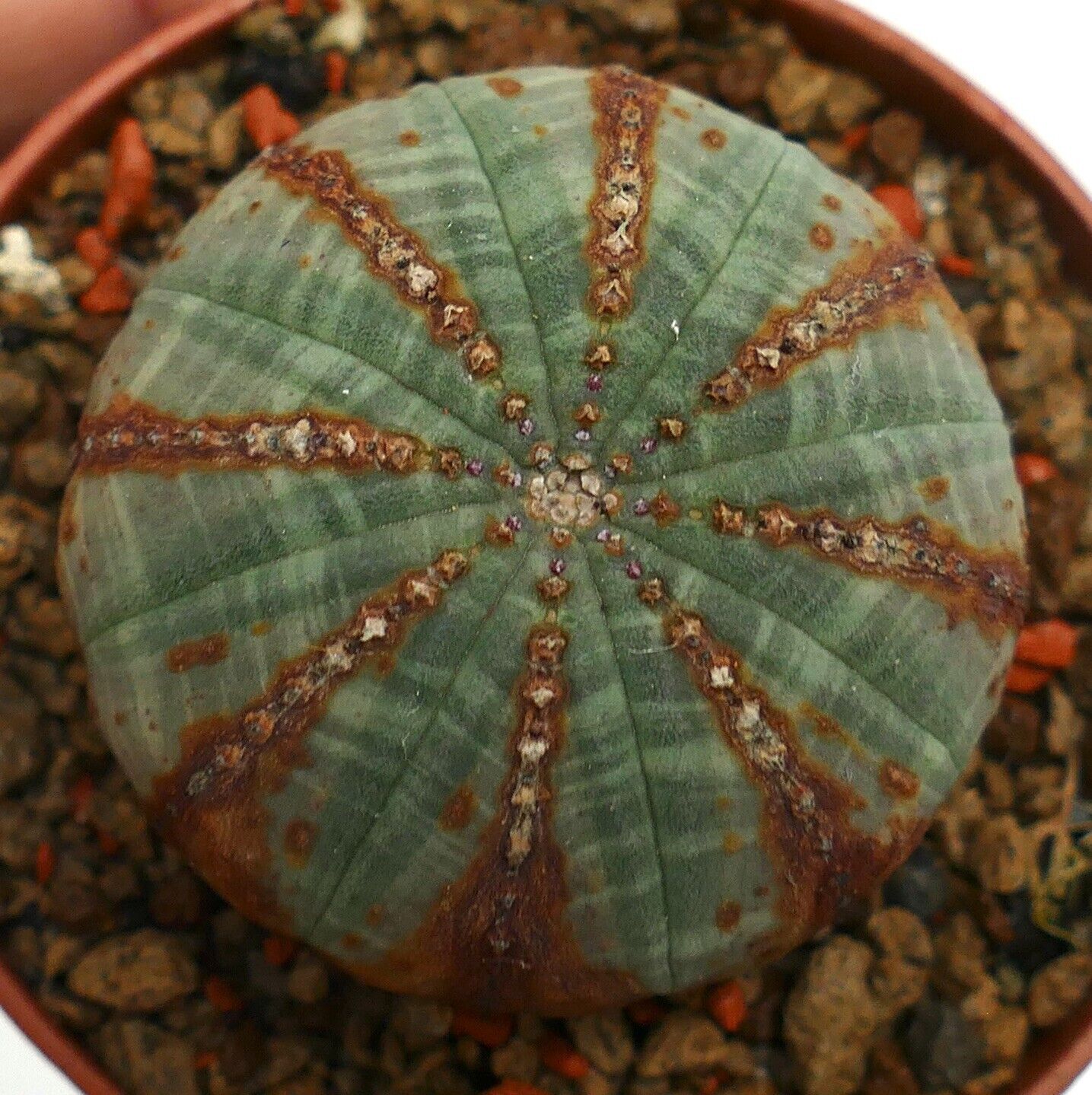 Euphorbia obesa BROWN LINES & ARROWS V71