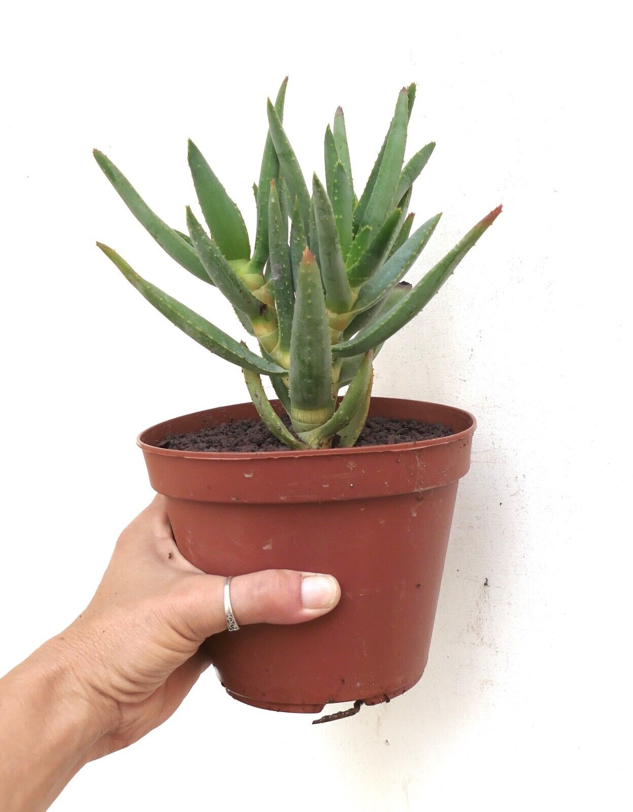 Aloidendron dichotomum (syn. Aloe dichotoma) PE14