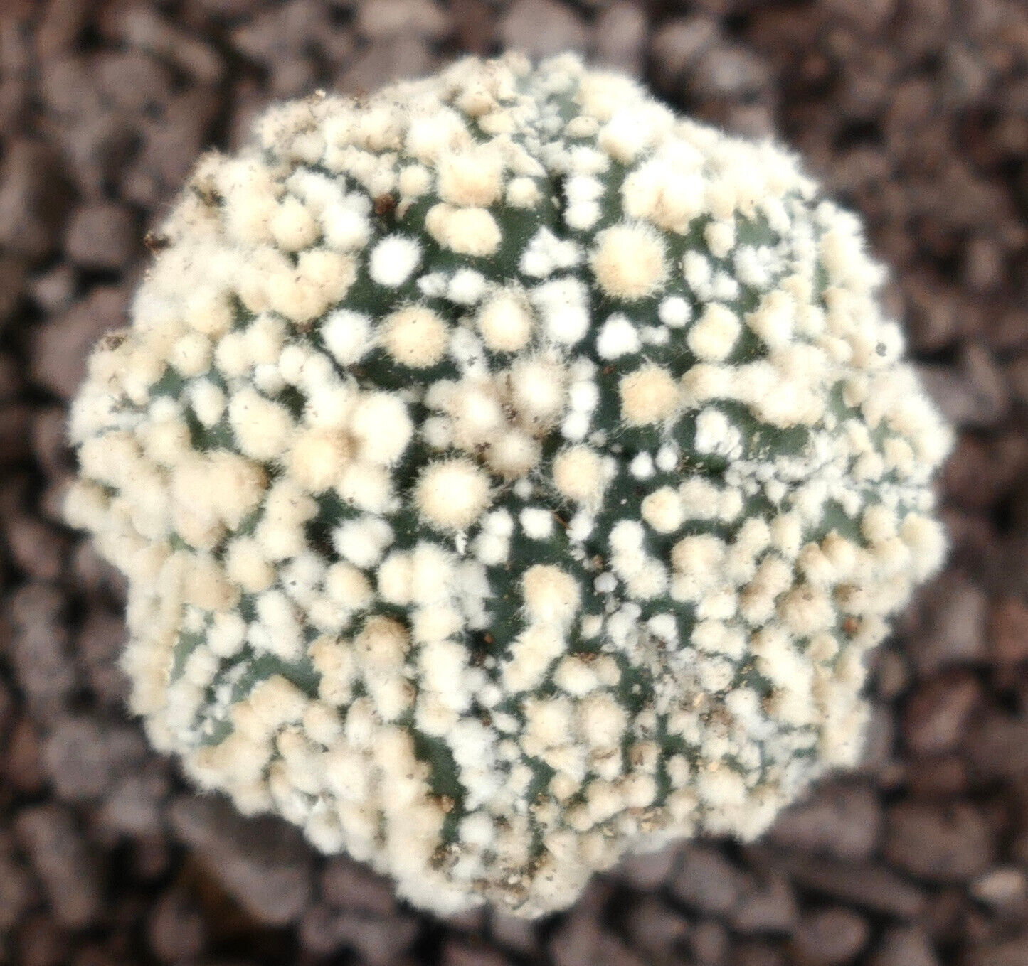 Astrophytum asterias cv HANAZONO SUPER STAR SHAPE 991