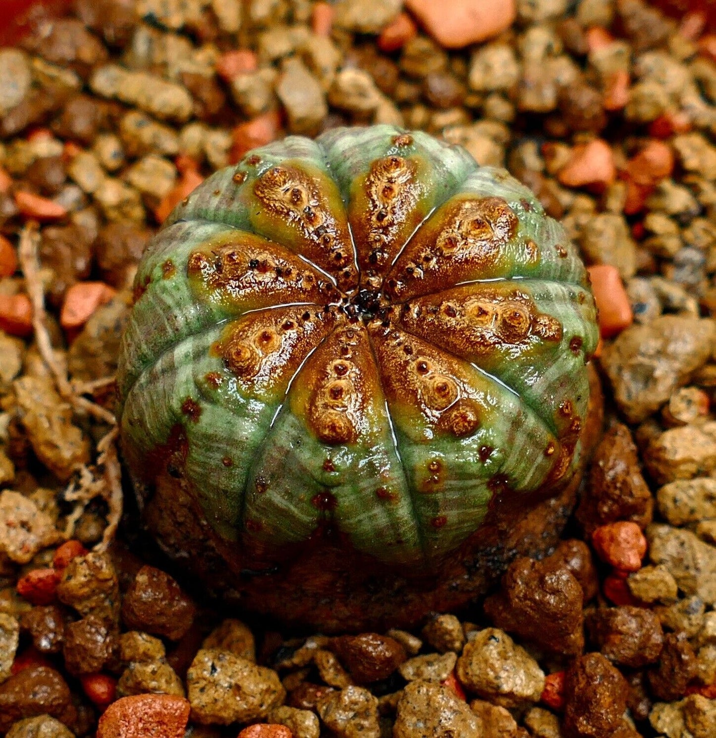 Euphorbia obesa 73M6